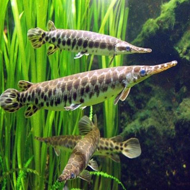 观赏鱼种类大全,观赏鱼鲨鱼的种类