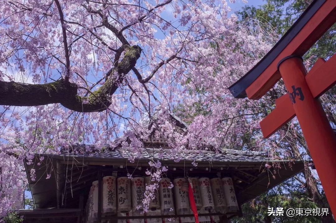 我在京都，攒下一整个春日的绝美樱色送给你。