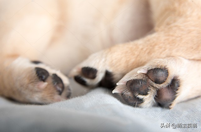 狗狗腿瘸了怎么恢复吃什么药,狗狗腿瘸了怎么办用按摩解决