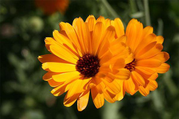 祛痘痘和痘印克星哪个好,痘痘反反复复内调药物