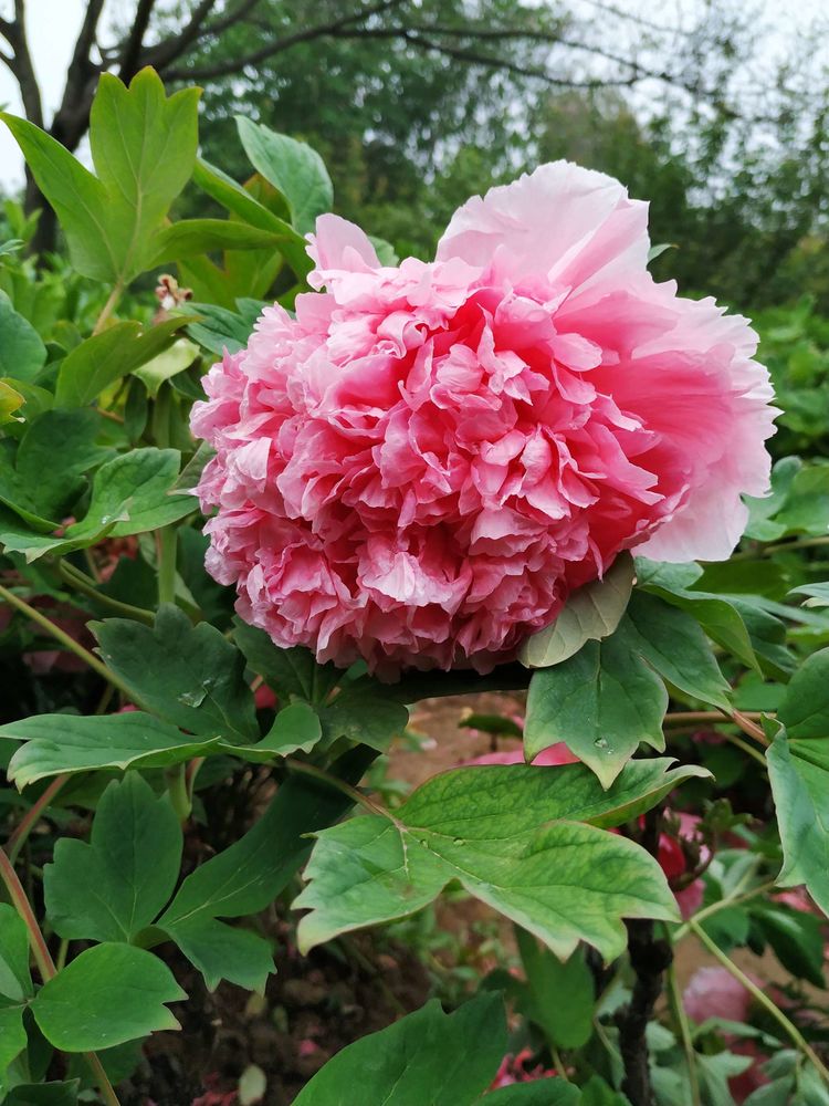 天鹅湖牡丹园景区,天鹅湖景区怎么样