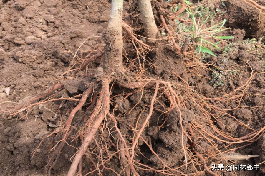 银杏树死亡移植,银杏为什么扦插不易成活