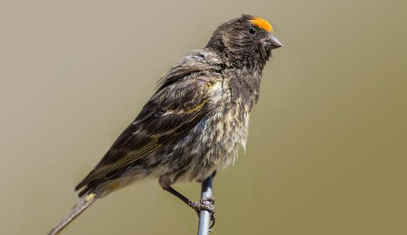 东江揽胜,惠州淡水常见鸟类图谱