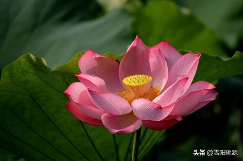 初中文言文必背爱莲说,适合小学生背诵的古文爱莲说