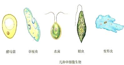 生物进化的直接原因和根本原因,生物进化的根本动因