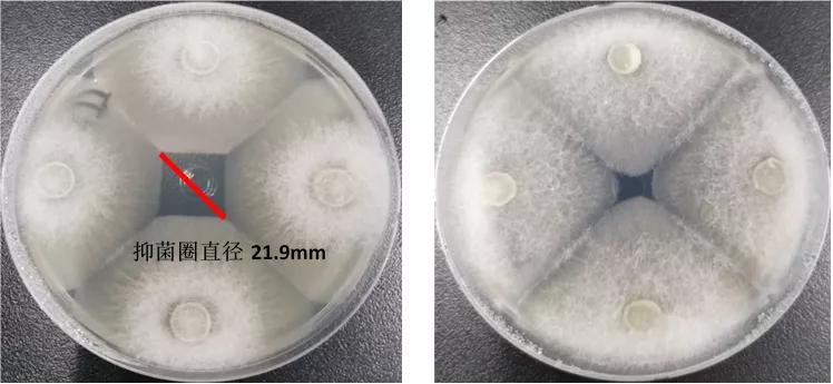 不同源水霉菌区别这么大？怎么有效防治？来看高手详解