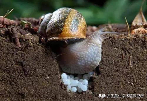 蜗牛是从哪个部位下蛋的,蜗牛竟然是蛋孵出来的你们知道吗