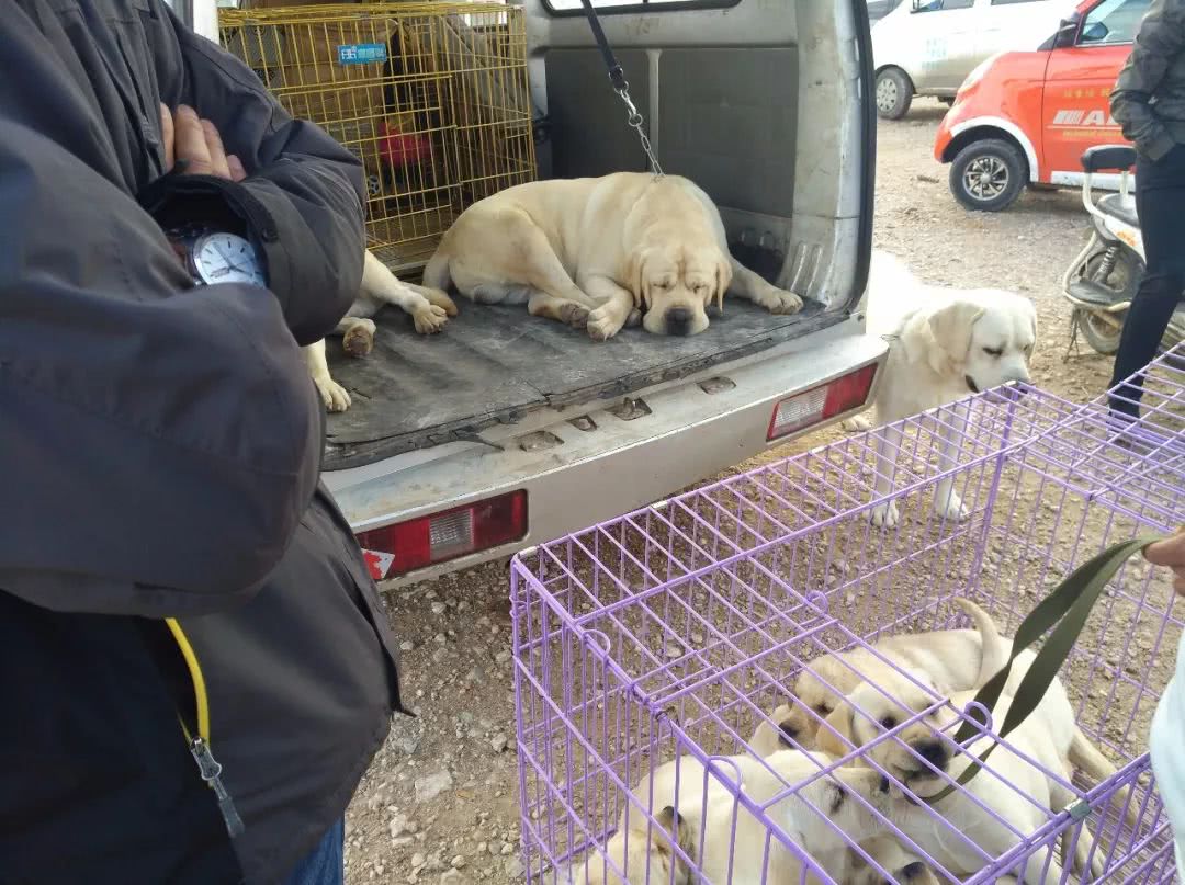 拉布拉多幼犬200元出售同城,出售拉布拉多幼犬50元一只