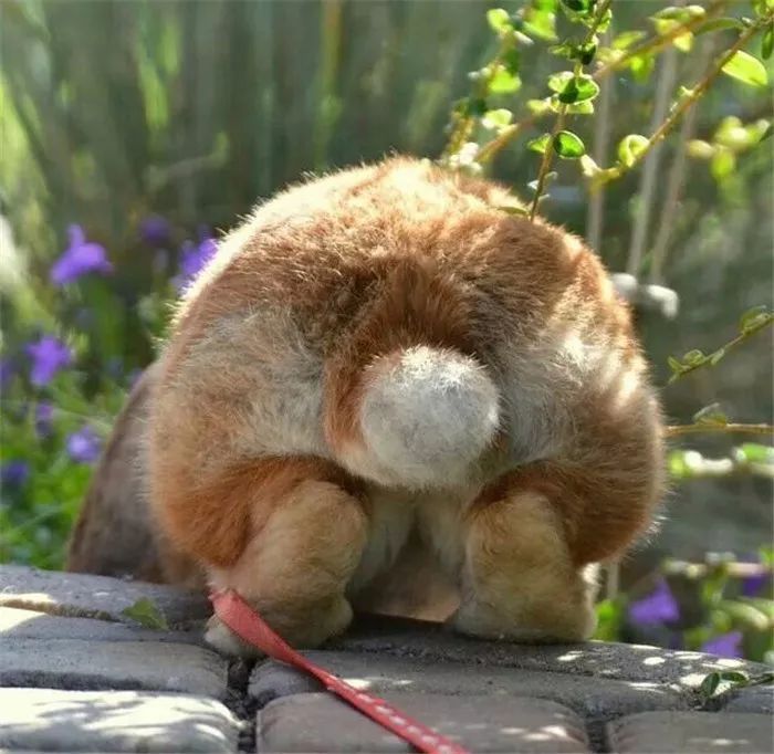 兔子尾巴短,兔子尾巴为什么那么短