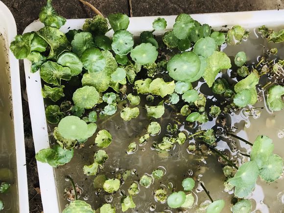 抓一把沙子,抓一把沙子让它飞起来