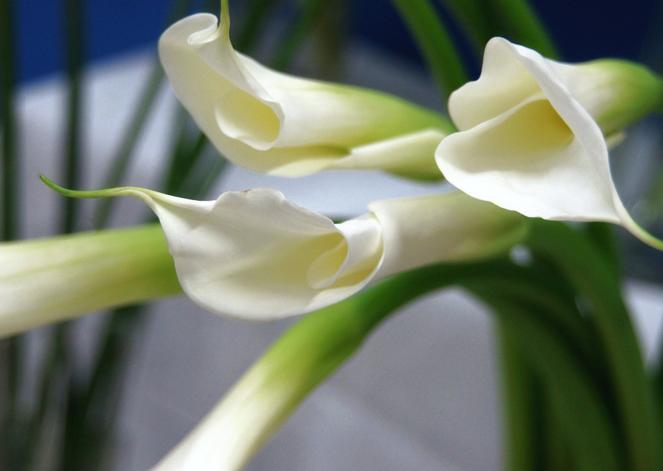 彩色马蹄莲怎么养才开花快,马蹄莲开花期间养护注意什么问题