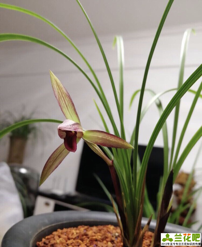 兰花两腐病用什么杀菌剂,兰花腐叶病用什么药