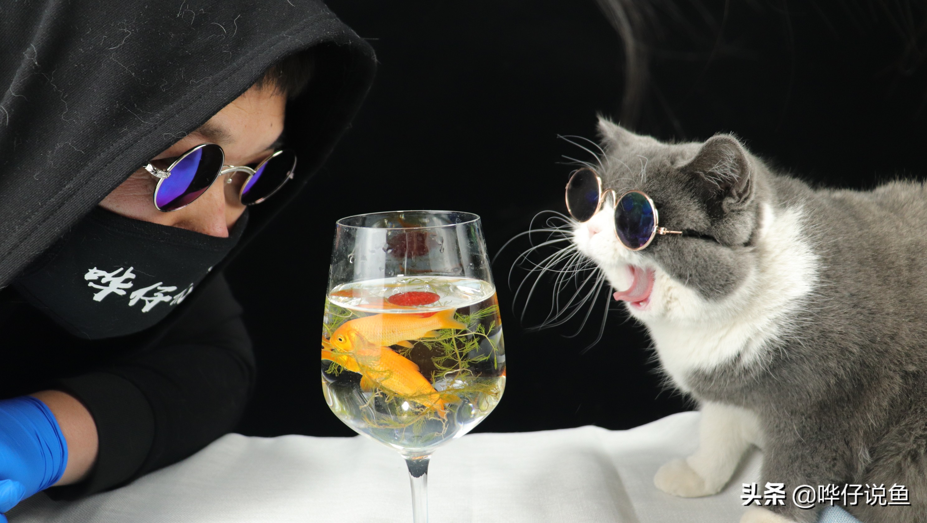 金龙鱼喂活食怎么消毒,宠物鱼不投喂人工饲料可以存活吗