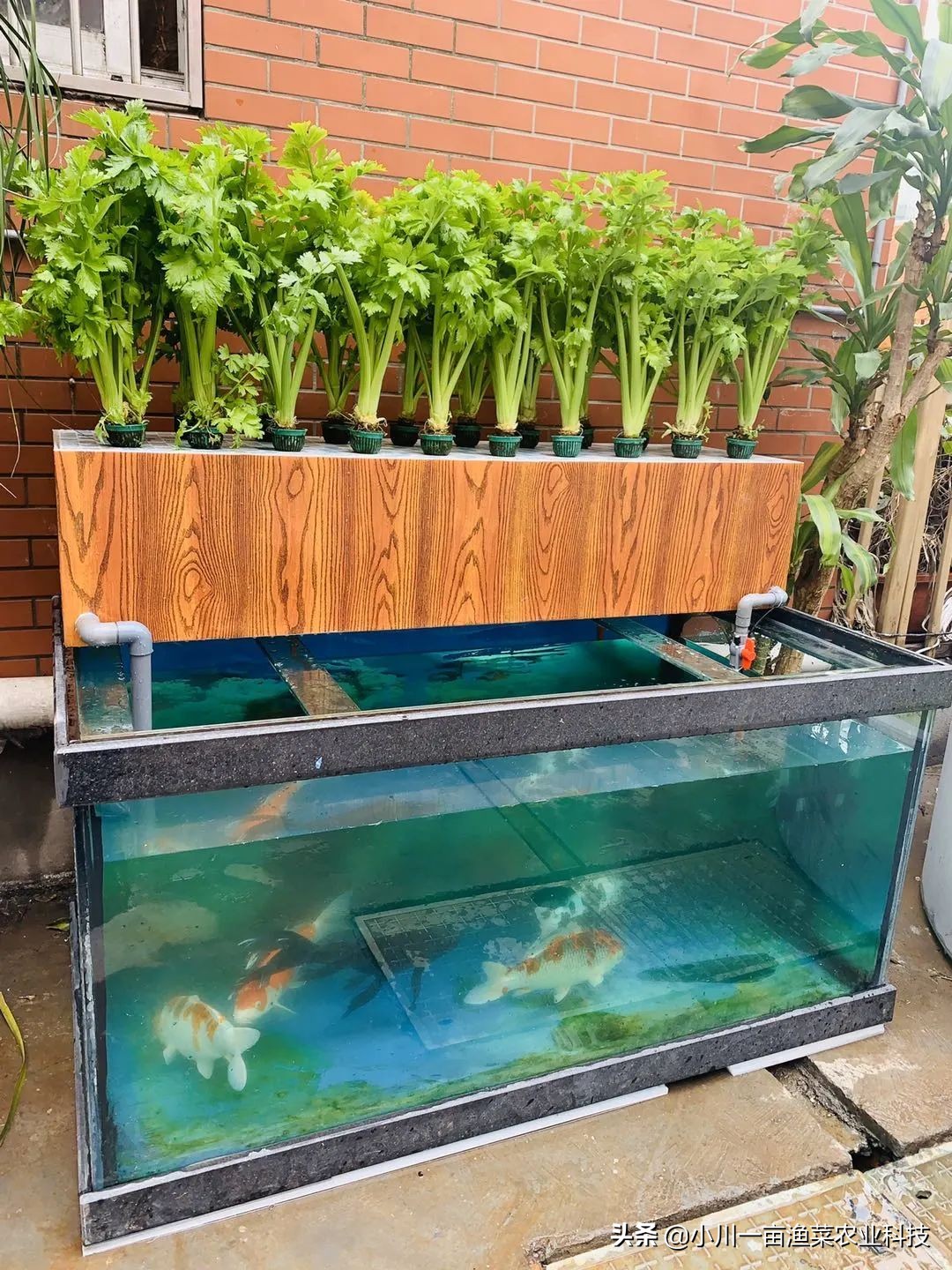 鱼菜共生系统全套设备,鱼菜共生系统管理方案