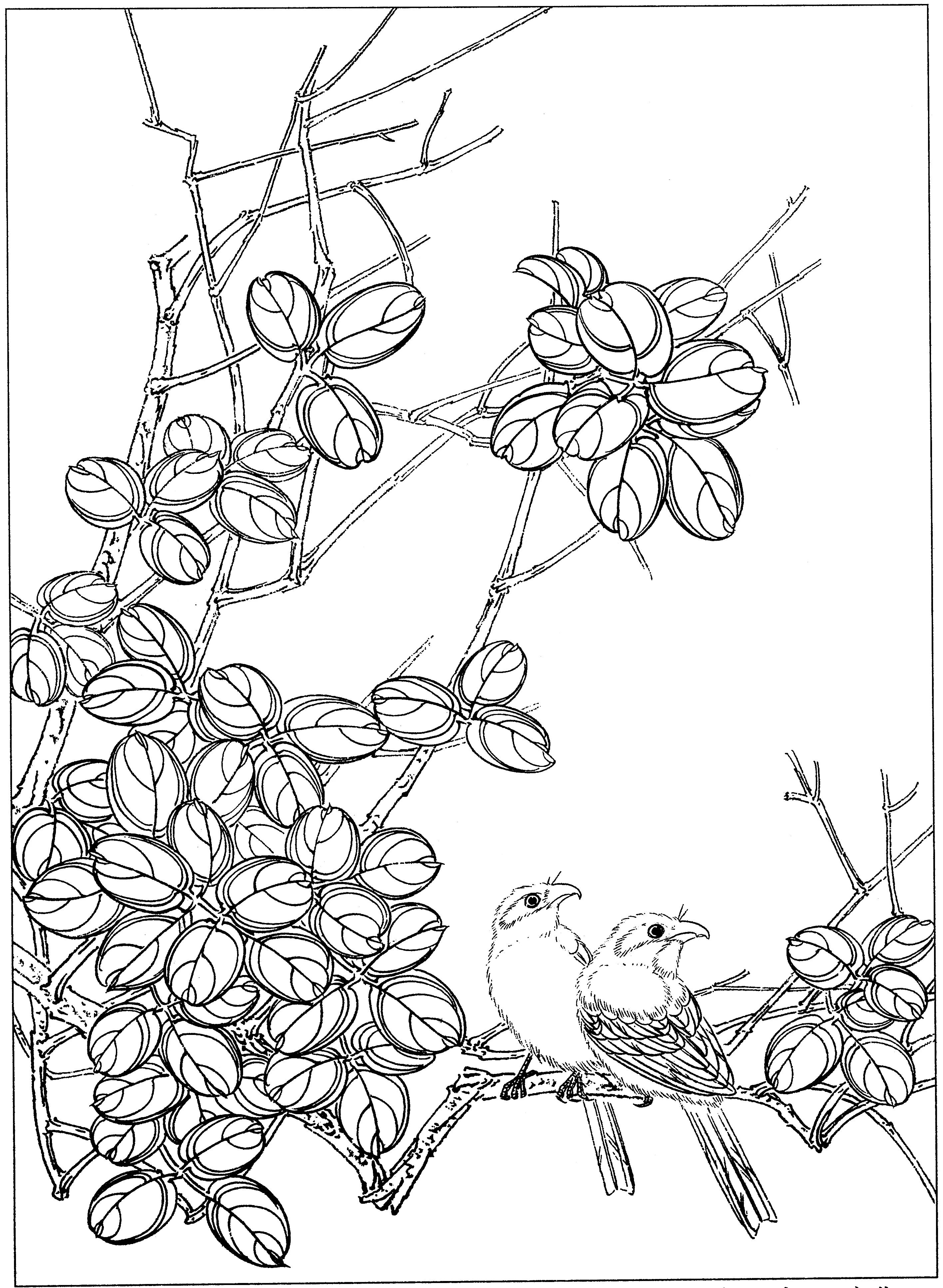 花鸟工笔四条屏白描高清大图,牡丹六尺横幅白描工笔花鸟底稿