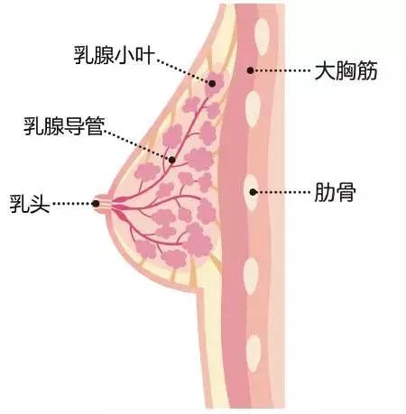 宝妈乳房胀痛不通奶怎么办,宝妈乳房堵奶怎么处理