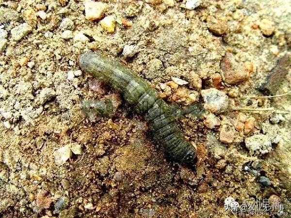 新版西瓜病虫害解决方案,2020西瓜病害视频