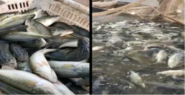 加州鲈诺卡氏病的症状与解决方法,加州鲈烂身烂鳃最佳防治方法