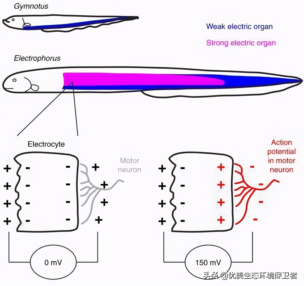 电鳗可以给手机充电吗,用电鳗给手机充电