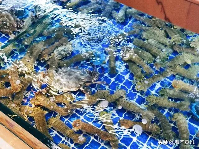 5月8日起全面禁售下架！皮皮虾、梭子蟹冰鲜、活体海鲜都不能吃