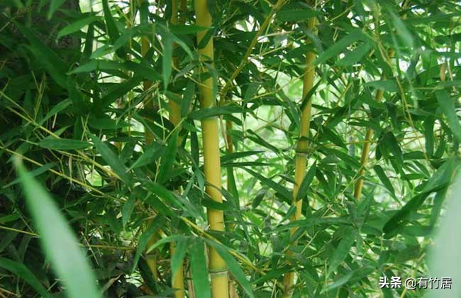 不可食无竹的竹子,宁可不吃肉也得吃竹子