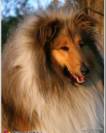 比尼熊狗狗价格,阿拉斯加狗狗价格