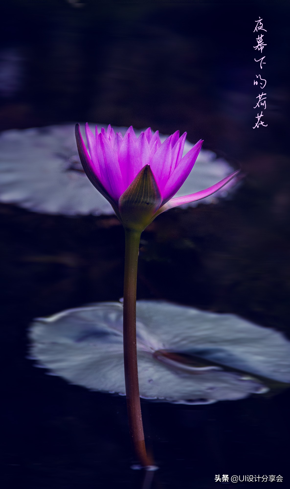 ps画意荷花如何调出洇染效果,ps荷花多重曝光的后期调色教程