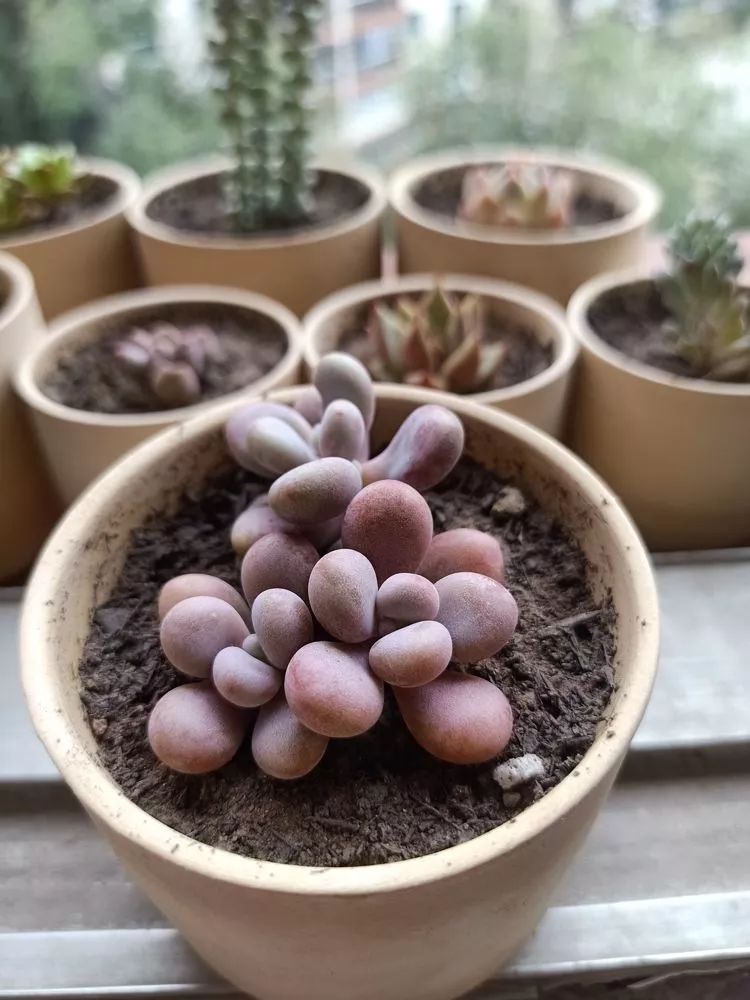 适合学生党养的多肉,适合大学宿舍长期养的多肉