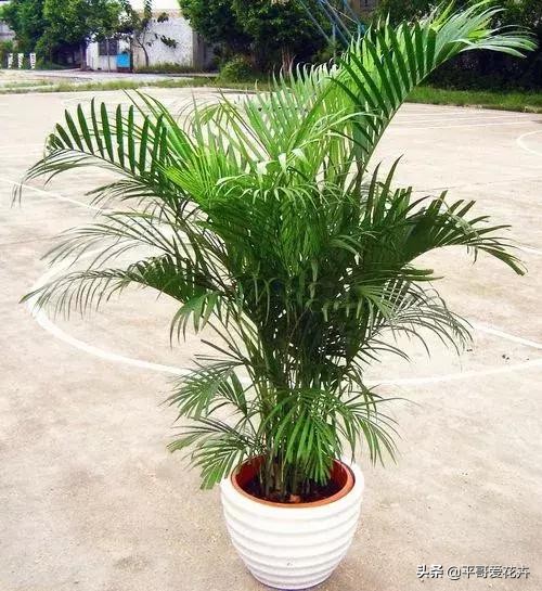 凤尾竹怎么养不出竹竿来,凤尾竹不分株怎么弄