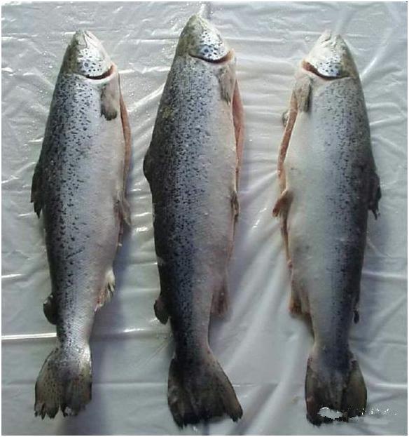 看图识海鲜，这些水产海鲜你都认识吗？