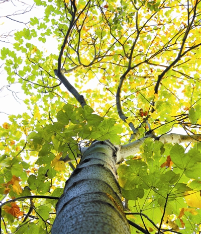 鏍戞湪浼犲鏈ㄦ,鏍戞湪浼犲妞板瓙