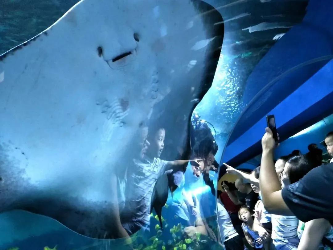 海底世界搬到自己家,海底世界聊城入园