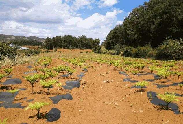 魔芋种植的主要技术,魔芋种植技术怎么样