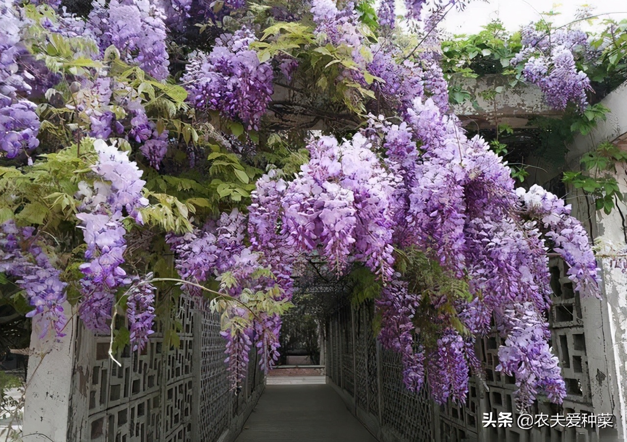 盆栽15厘米深能种什么爬藤花期长,适合南方养的一年开花的爬藤