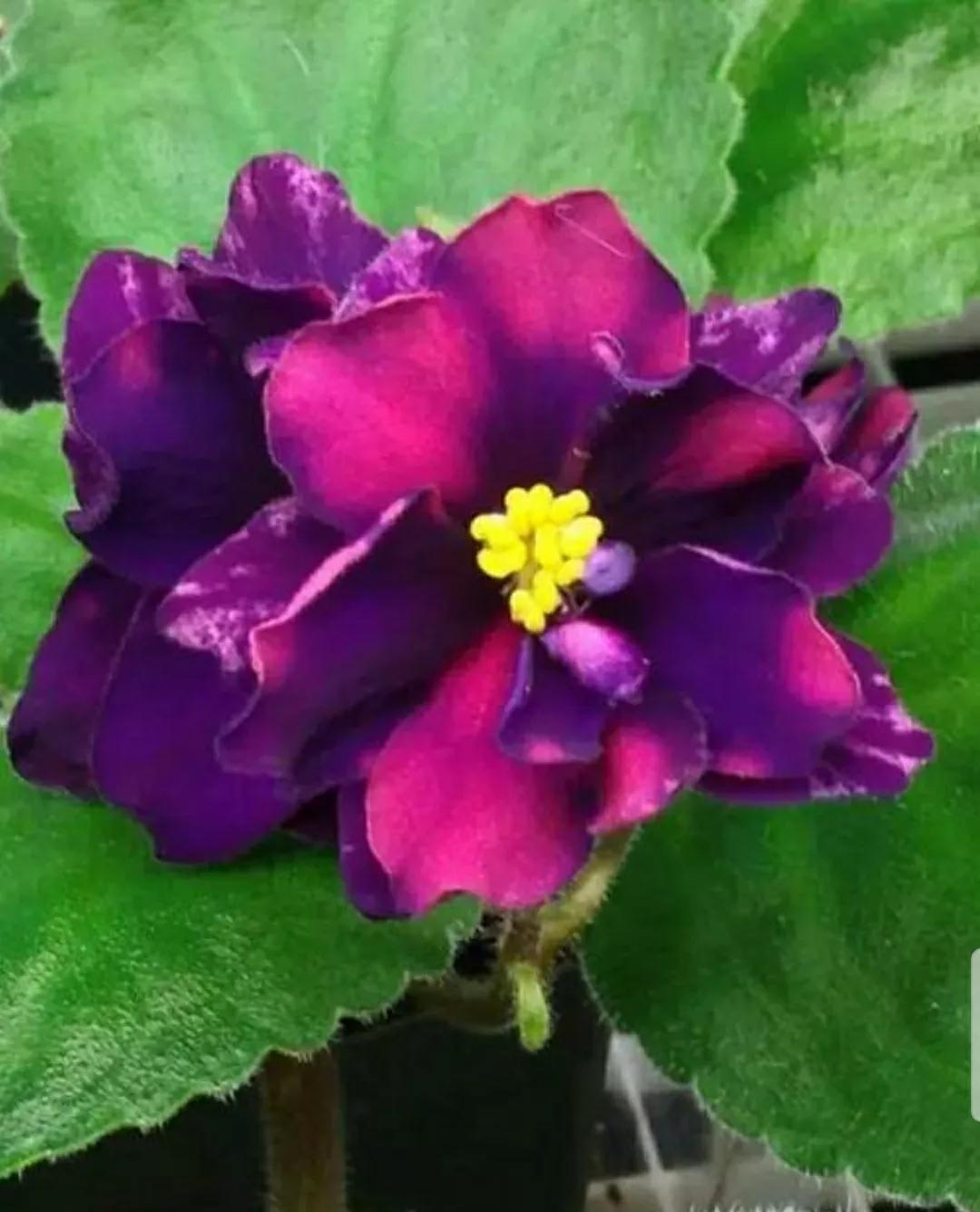 芳踪难觅濒危花!清新治愈篇:沙漠高原是吾家,豹子花的春天来了