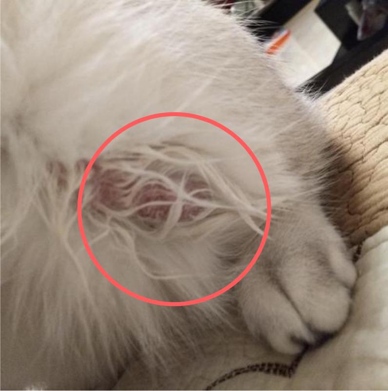 猫咪掉毛铲屎官怎么办,怎样解决猫咪掉毛非常严重的情况