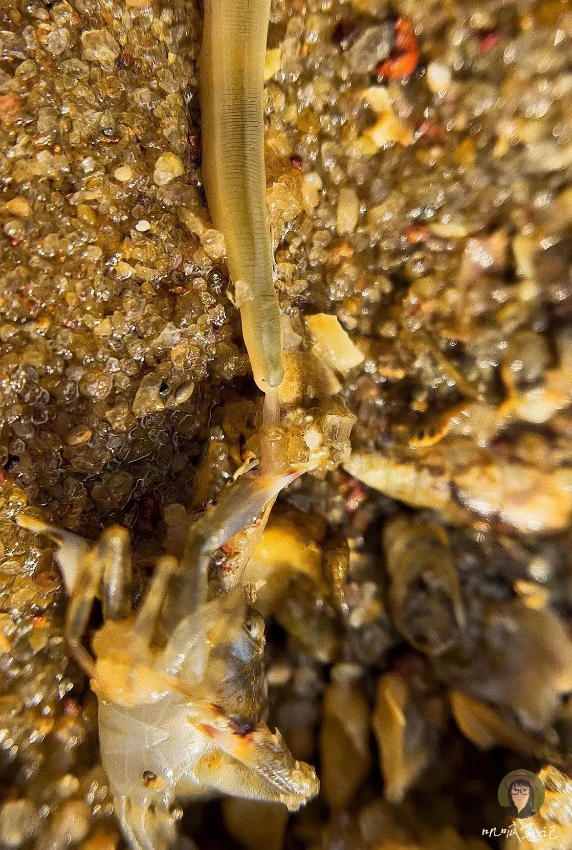 厦门赶海海怪,赶海十大奇怪生物