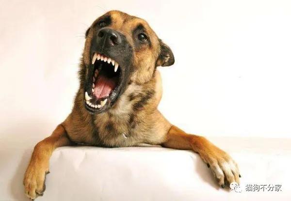 经常打狗狗会乱拉屎吗,经常打狗狗会导致肠胃不好吗