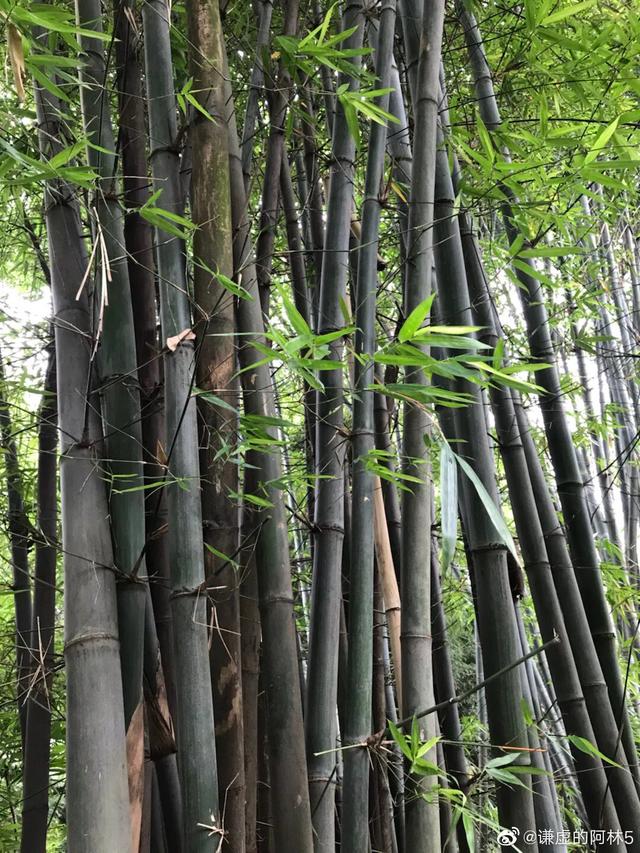 成都望江楼公园简介,成都望江楼公园要门票吗