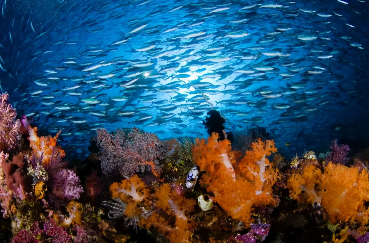 船宿潜水到底是什么,潜水新手能去船宿吗