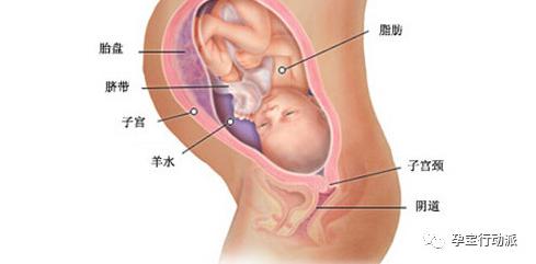 孕期周刊，第三十五周