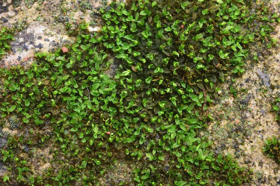 吃毒菇、睡蛇窝,只为挖一堆草,这个重庆博士要做当代神农