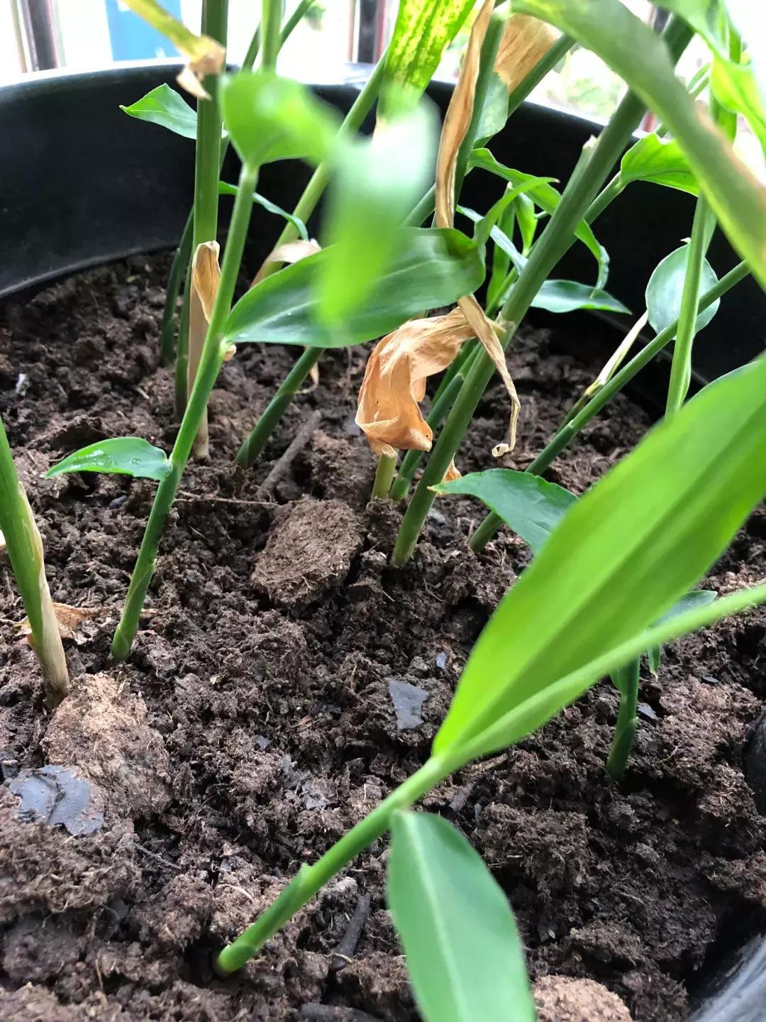 生姜入窖不到一月发芽怎么处理,生姜发芽了放土里面还能结果吗