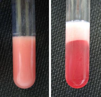 宠物肥胖症怎么治疗,宠物肥胖带来的健康问题