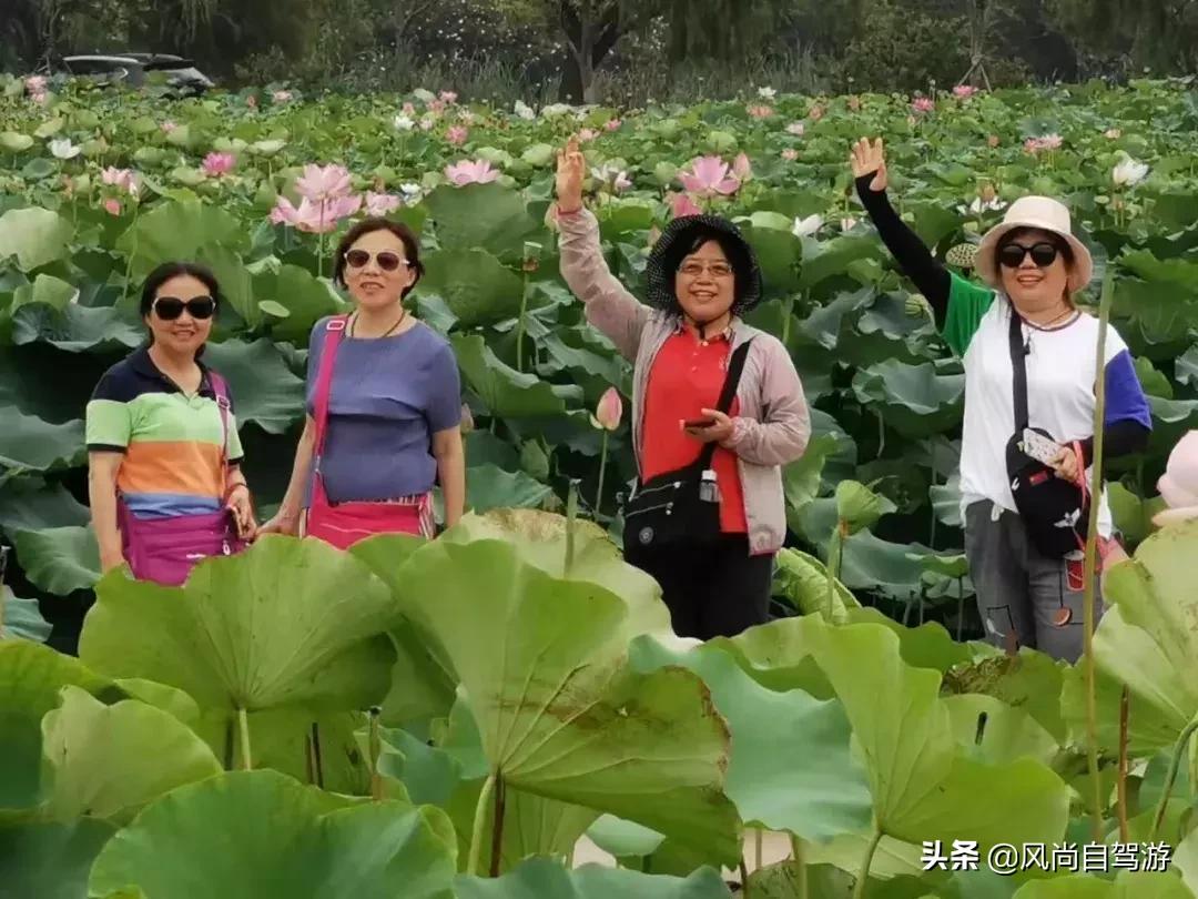 江阴顾山水蜜桃,金顾山蜜桃节开幕
