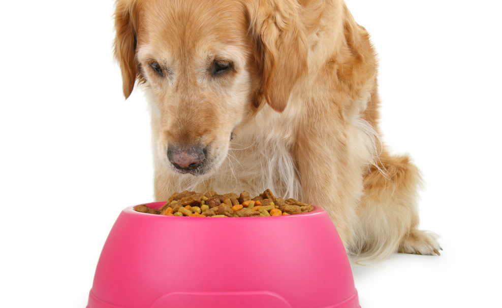 金毛吃什么牌子的狗粮好,金毛狗粮哪个牌子好用