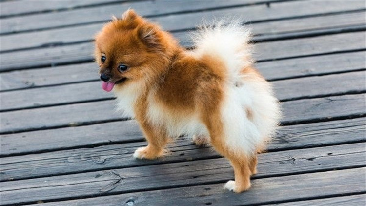 狗狗长小疙瘩,狗狗长皮肤病还会长出新毛吗