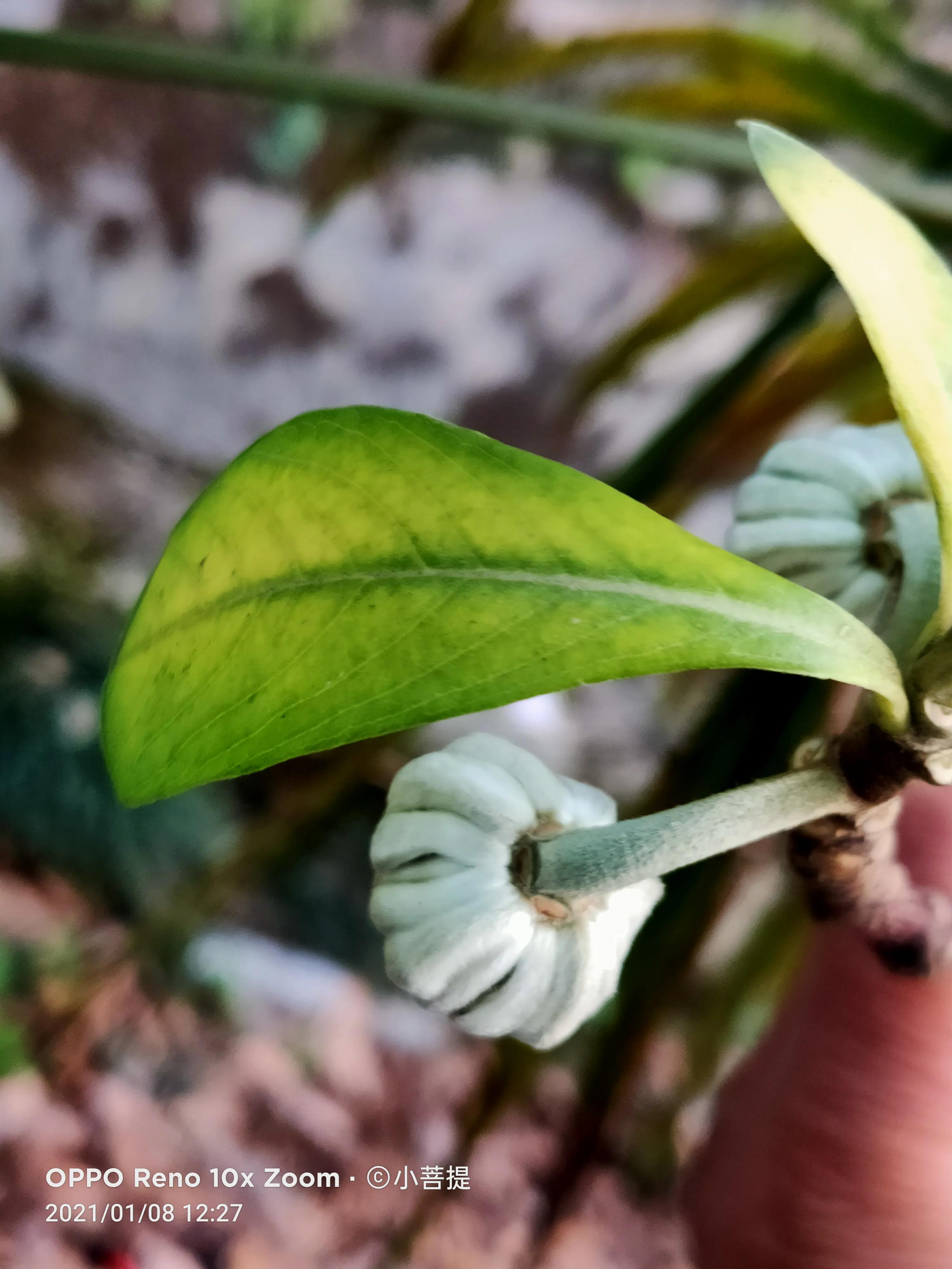 这就是爱情树，若在枝上打两个同向的结，就能得到甜蜜爱情和幸福