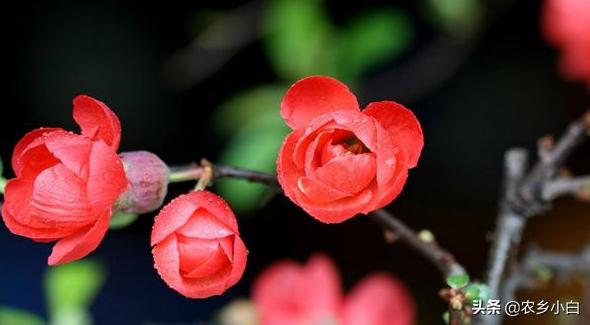海棠怎么养护才好看,海棠的正确养护方法