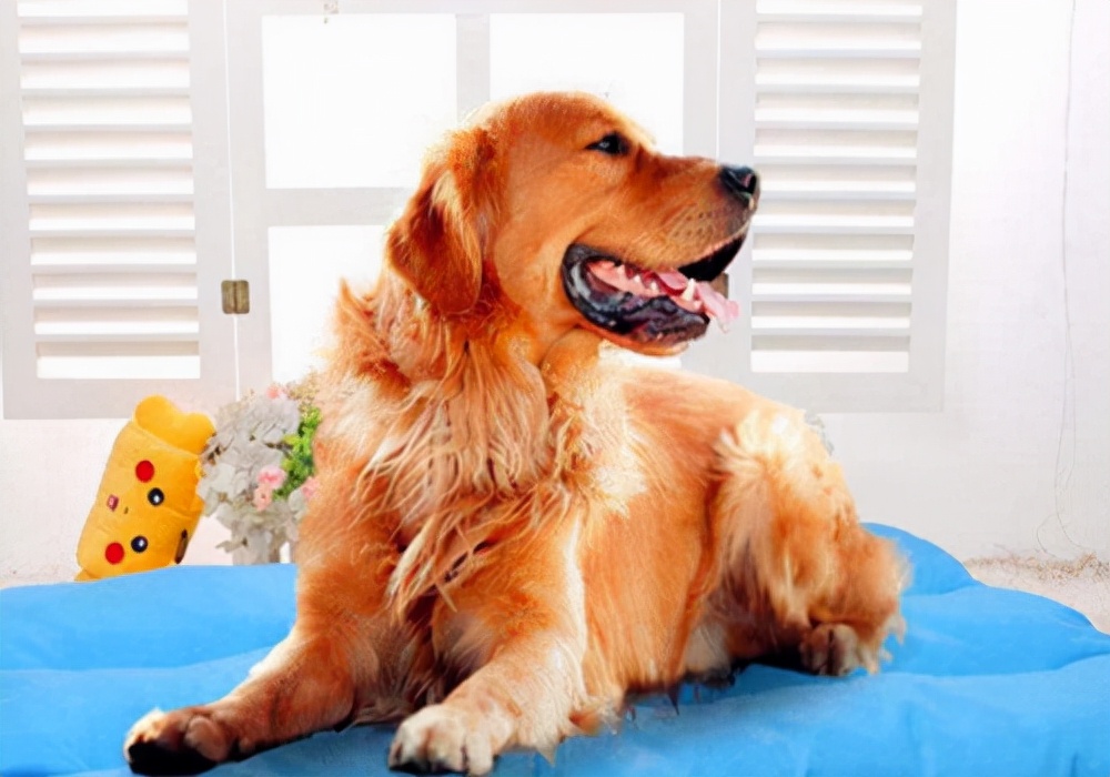 金毛来月经可以洗澡吗,月经护理